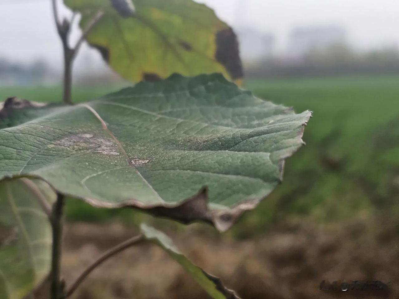 哎，你说这人啊，是不是非得等到一定岁数了，吃过亏、受过苦头之后，才能真正明白那些
