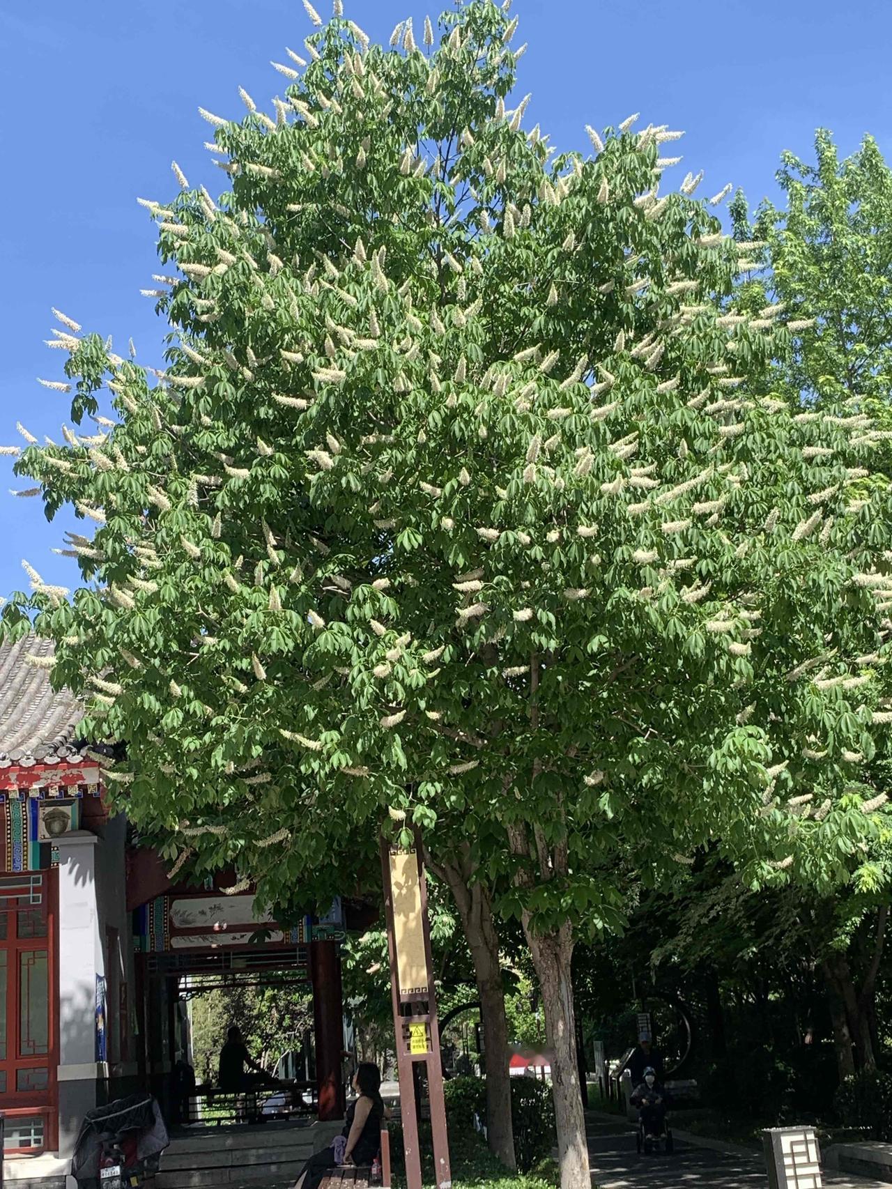 如手掌般展开的七片小叶，以及夏季枝头耸立的、如华丽烛台或白色宝塔般的巨大花序——
