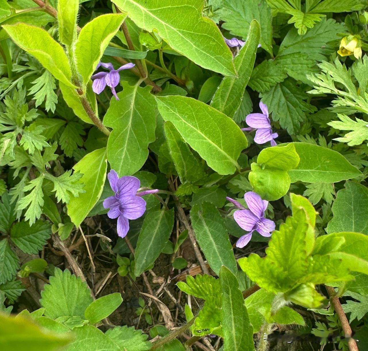 为什么越来越多的人负债？因为这是一个被设计好的局。

政策放出了红利，银行想要，