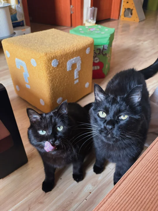 今天小猫我要夺走属于我自己的冻干