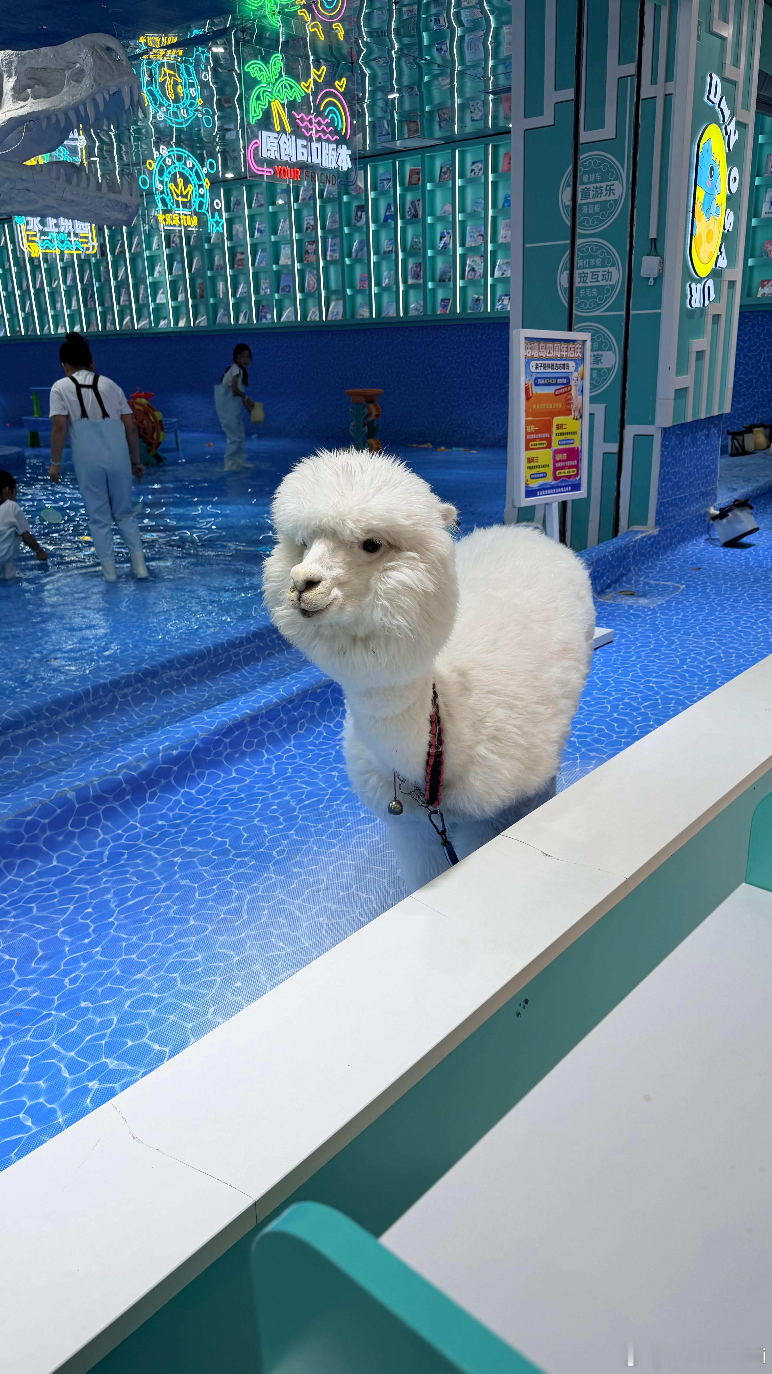 今天遇到一只超级可爱漂亮的羊驼🦙没朝我吐口水，嘿嘿  ​​​