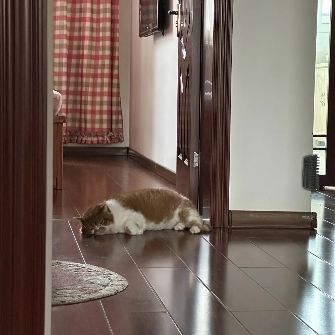 宝宝你是一条猫猫虫