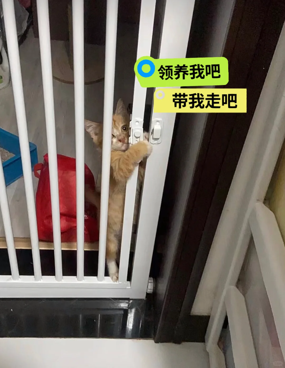 流浪猫有多么想被领养啊，看那个眼神你就知道了，每当有人来领养，就拼命的...