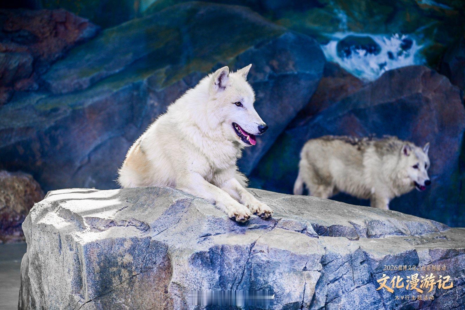 文化漫游郑当时2026年3月8日国际妇女节，河南首例人工繁育斑海豹在郑州海昌出生