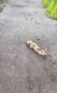 “你快看啊，我走不动了啊，快抱我”