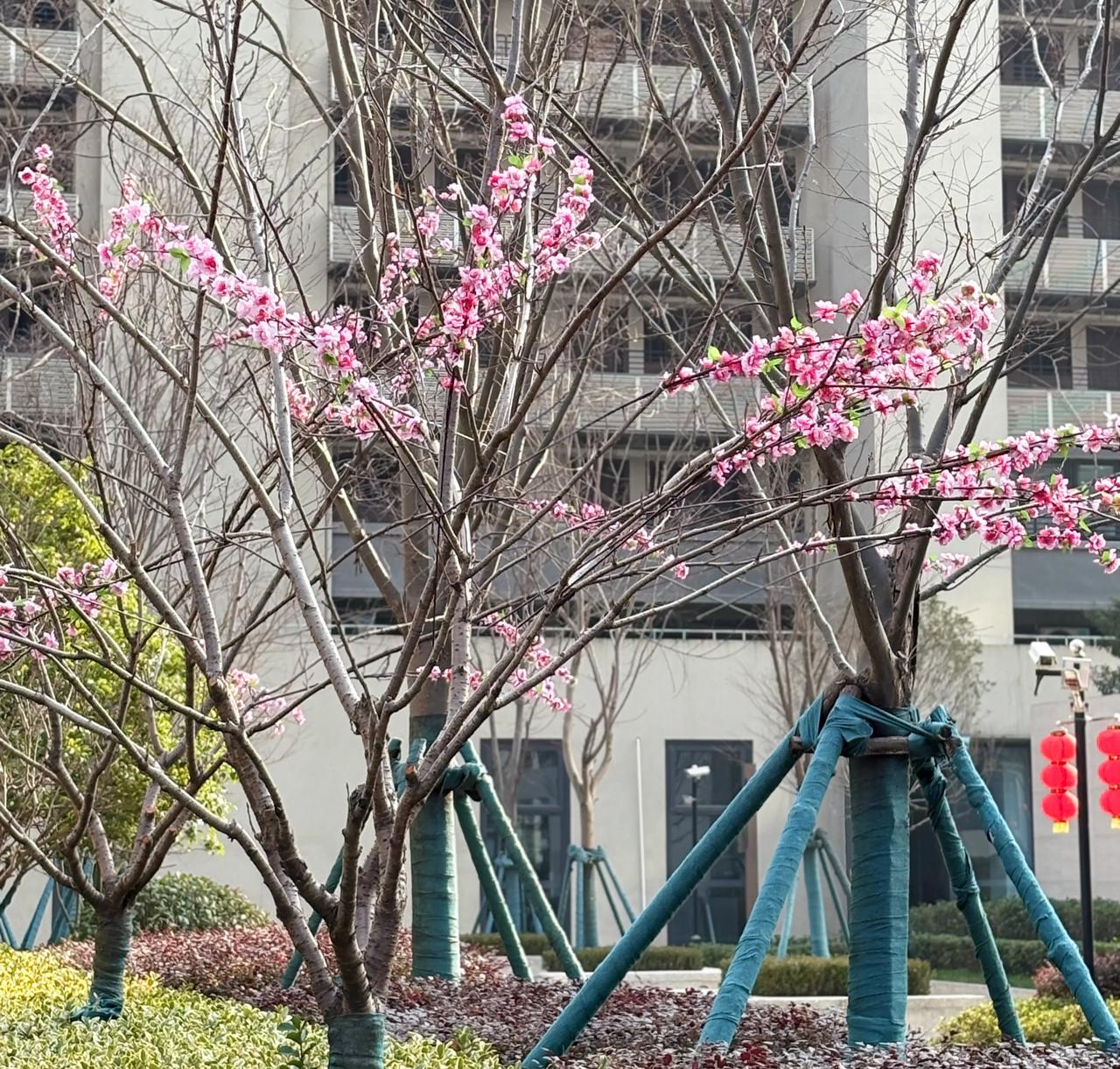 假花也很美

物业这两天在美化小区环境。他们在干枯的小树干上插上几株塑料花枝。在