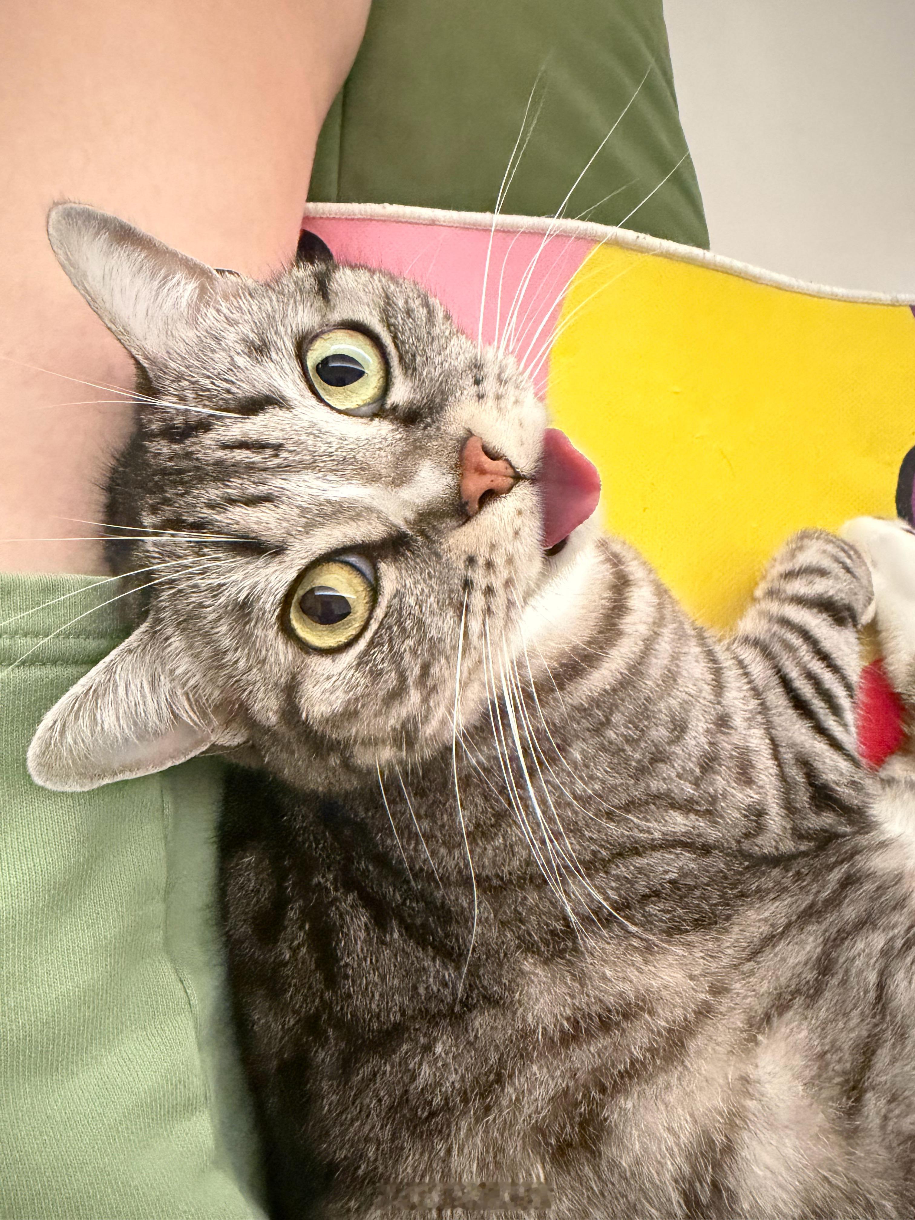 只有养过小猫的才懂小猫的爱小猫不需要我表达爱，但它却笨拙的爱着我，告诉我我对它来