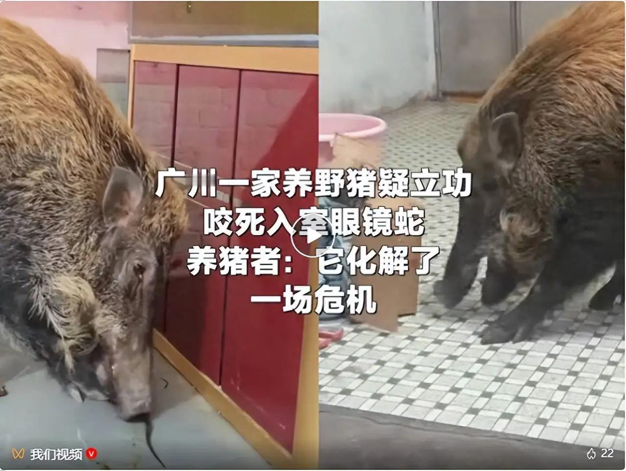 广东广州，男子起床后看到家养的野猪在一旁吃东西，开始还纳闷屋里哪来的食物，结果走