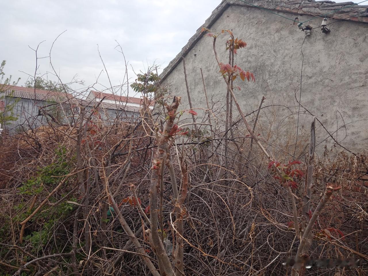 今日二月二十一，阳历4月8日，天气阴沉沉，预报有小到中雨。
今天天气虽然比前几天