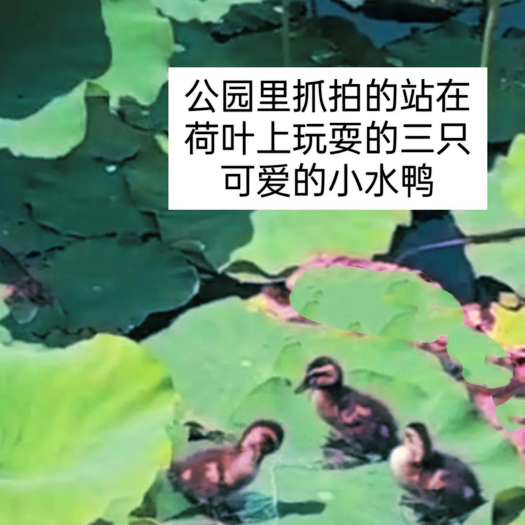 五律  ·  小暑
芳芳




兰月梦犹浅，
天长翠屏开。
风吹香气远，
云过