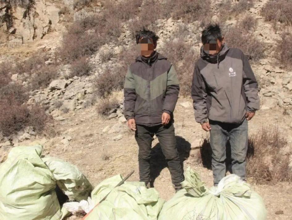 这已经不是简单采摘野草，是赤裸裸挑战生态保护法律红线！西藏两名男子钻进深山大肆采