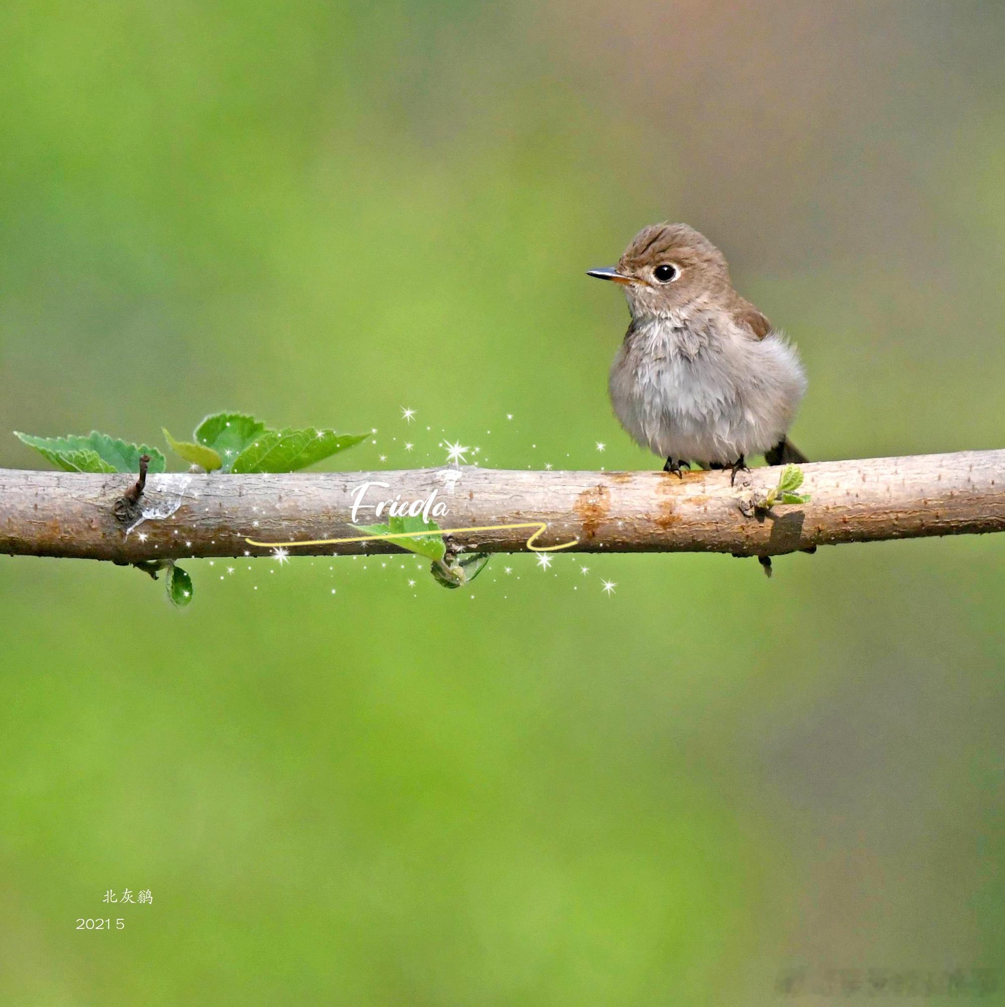 早上好！北灰鹟Asian Brown Flycatcher 