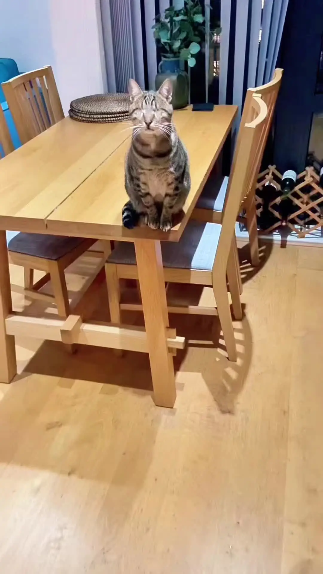 今天是小猫来我家的第八个年头，希望它永远陪伴我们越来越好！