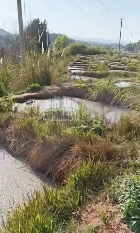 【#养猪场排放粪便污染环境当地通报# 】4月1日，四川省成都市金堂县转龙镇人民政