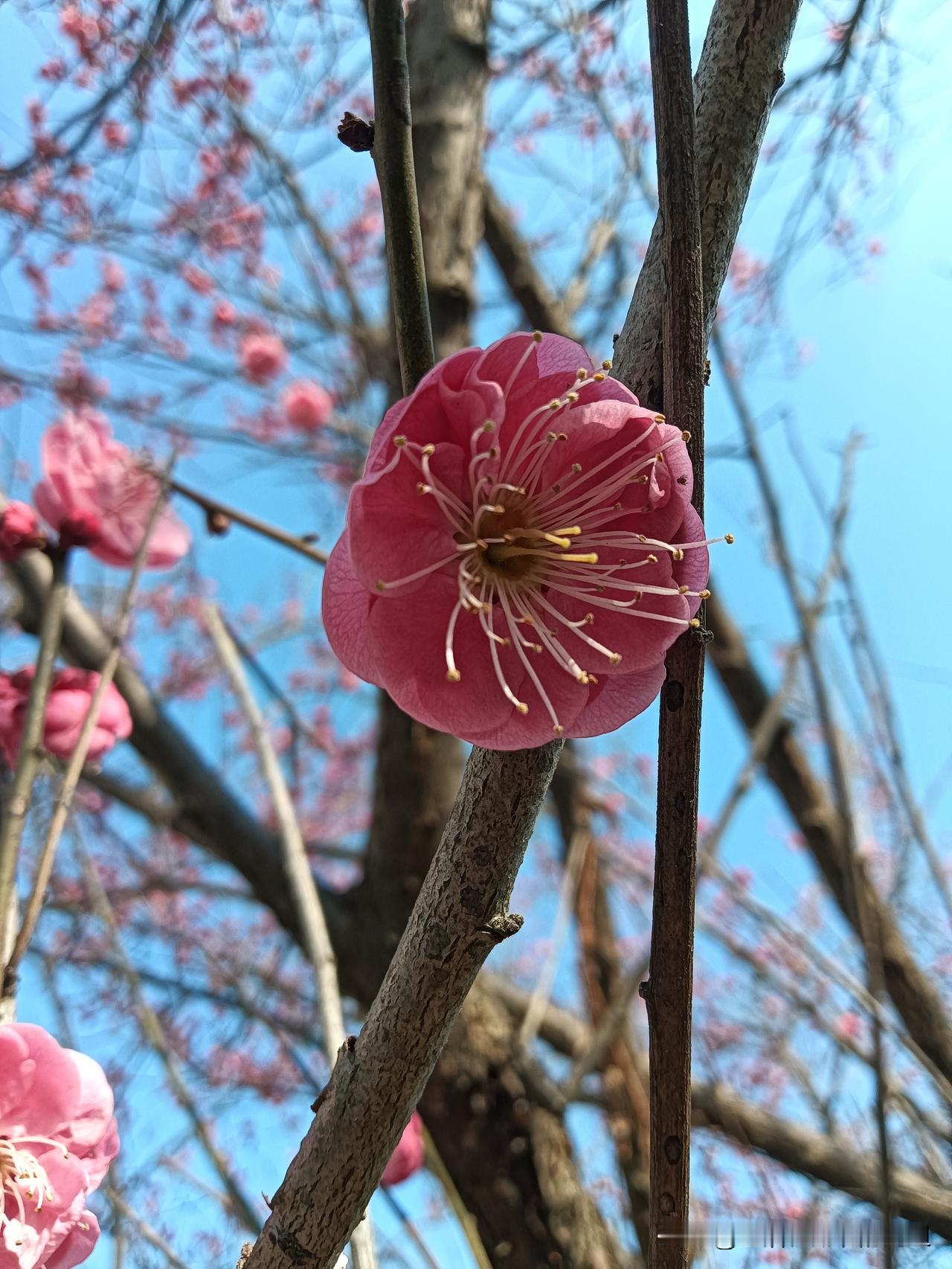 鸿运马上来 迎财好运来 新年鸿运 福运马上来 吉鸿运当头 新鸿运当头 红鸿运 马