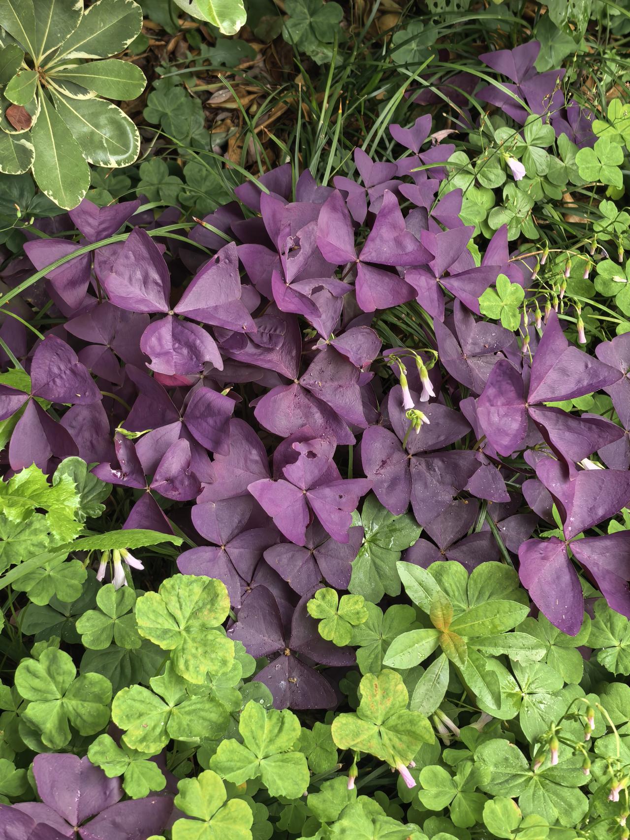 天齐锂业A股今日走势情况及展望

一、今日行情回顾

今日天齐锂业A股放量收涨5