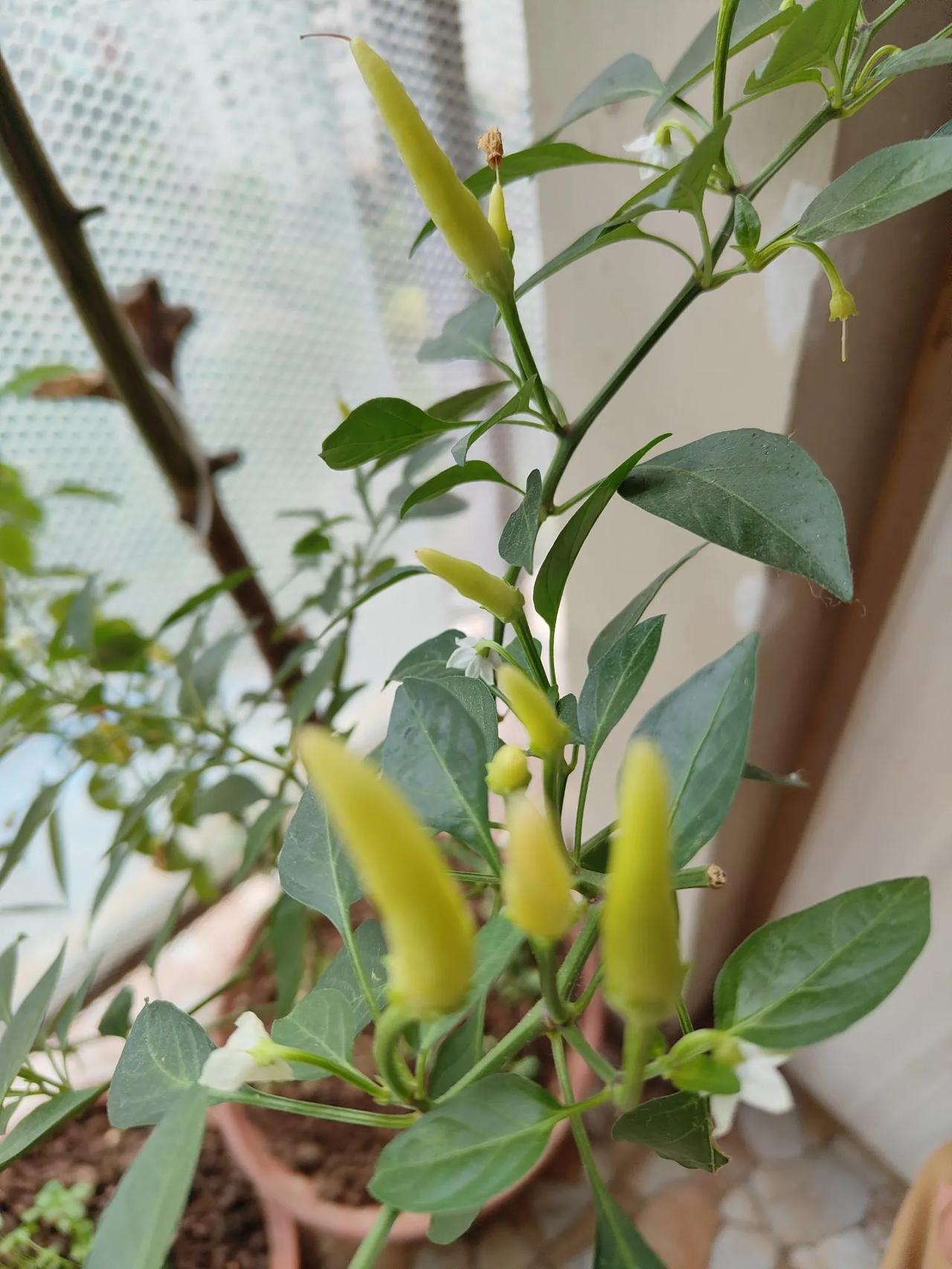 小米椒今年夏天种植时，气温太高，没结几个辣椒，其余辣椒都丢弃了，留了一个当盆栽，