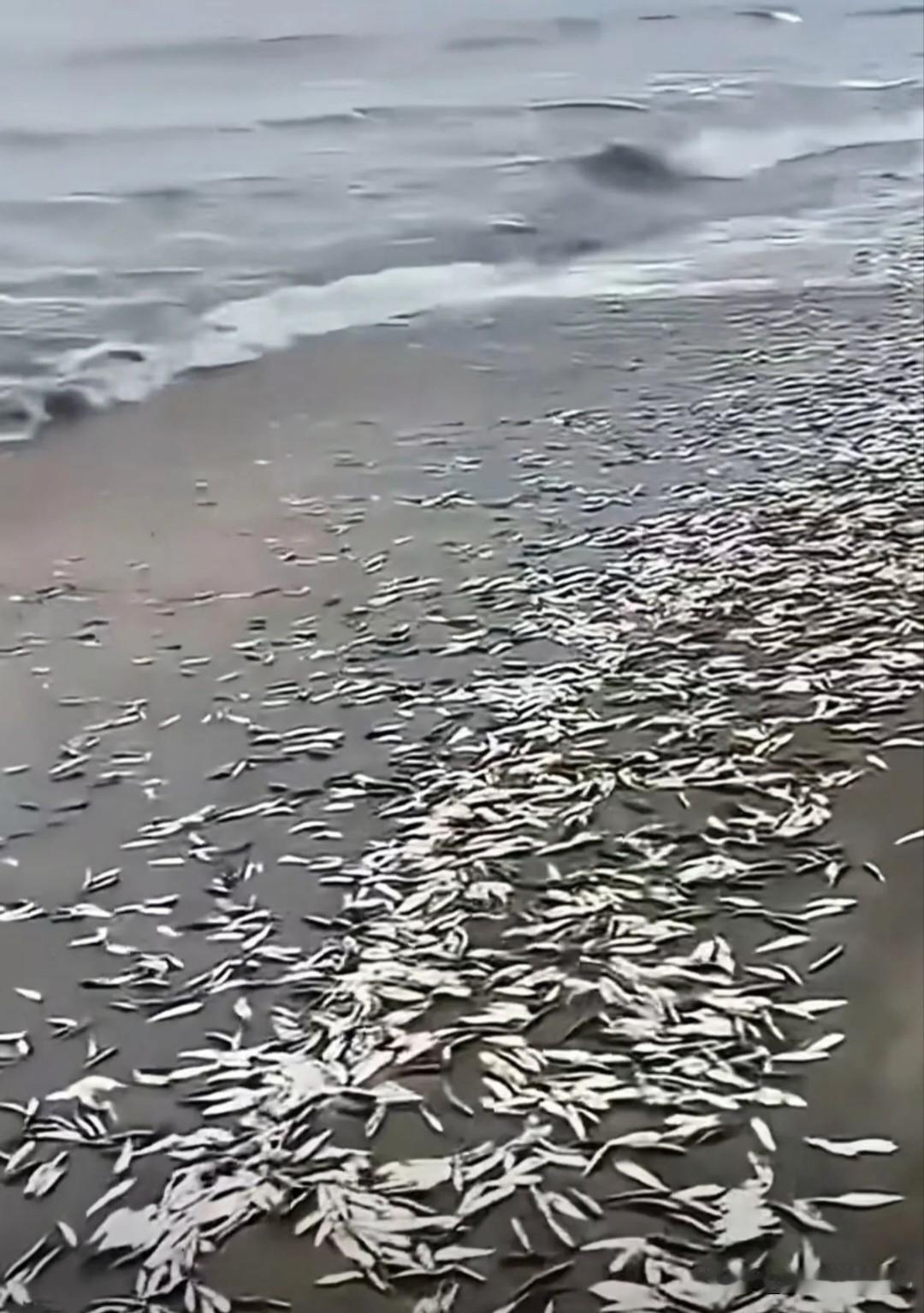网传大亚湾沙滩
遍地鱼！别盲目前去赶海…
 
网传画面，地点暂无法核实，请勿盲目