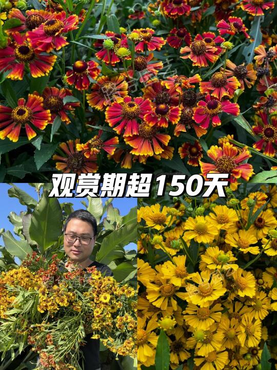 冬季花园必备🌸耐寒菊花盆栽