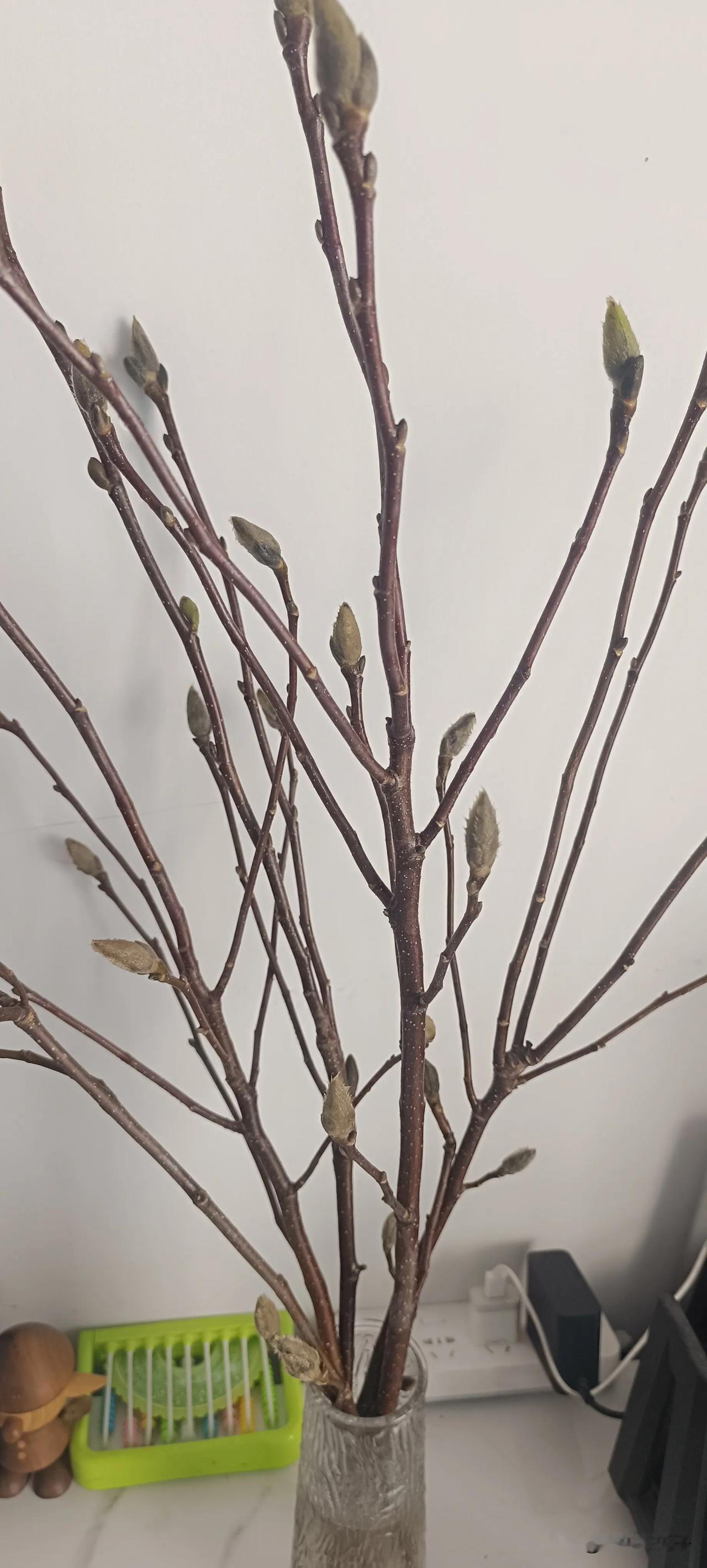 某天刷抖音看到有商家卖鲜切玉兰花的，看着开的很美，心血来潮就下单了，收到货就用水