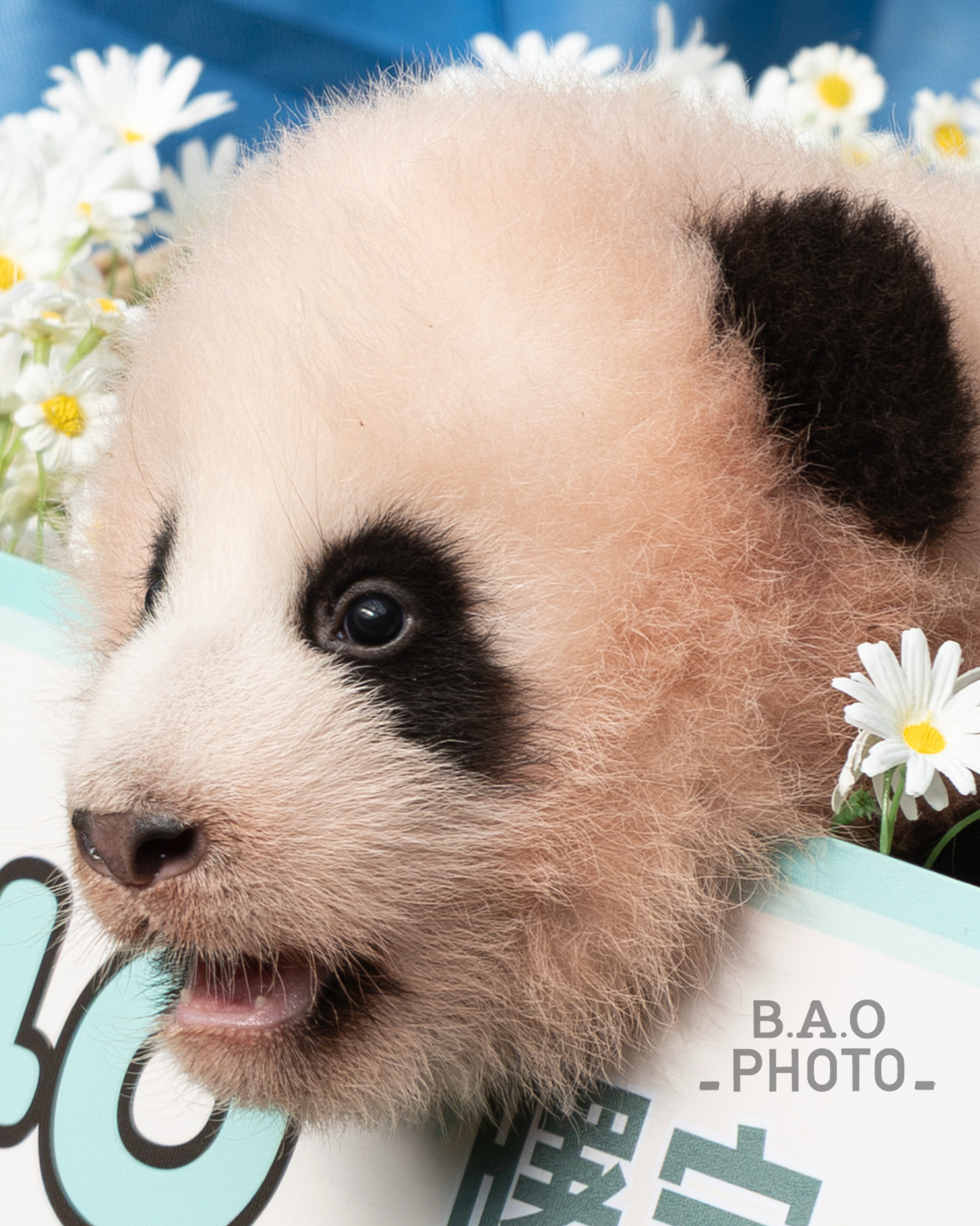 大熊猫曙宝[超话]  cr:b.a.o_photo_💘 我们曙宝的小米牙齿长出