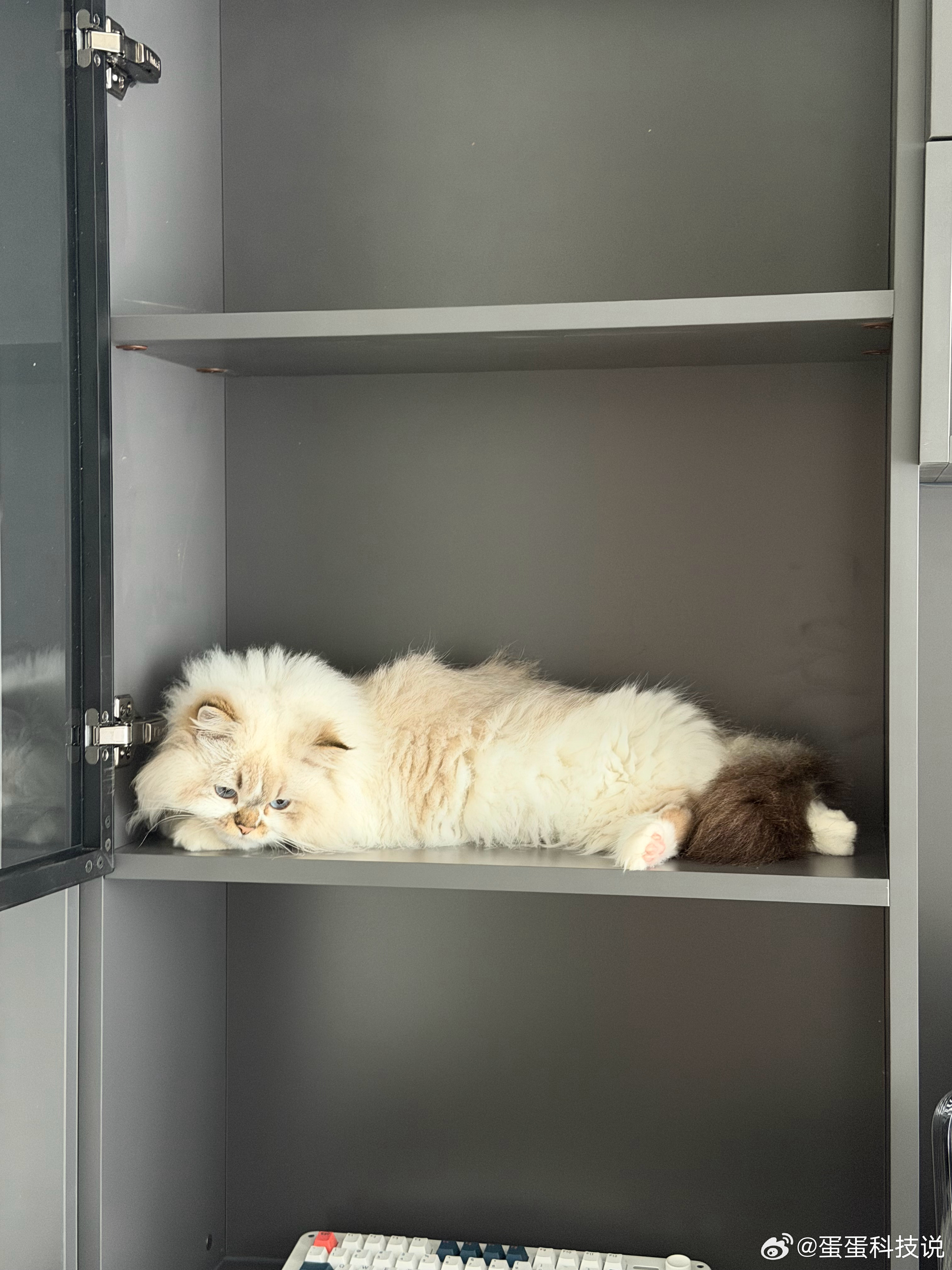 生活手记 猫成精了，躲在柜子里睡觉💤 