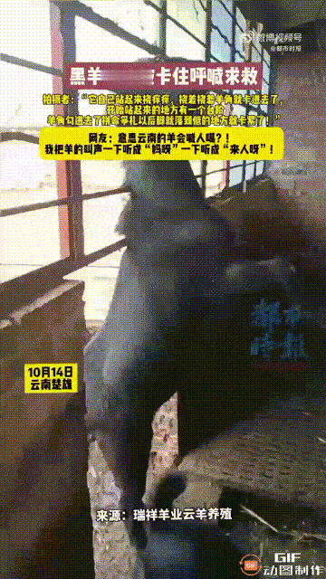 云南楚雄一处养殖基地内，一只黑山羊在挠痒时，不慎把头上的角卡在了铁丝上，导致身体