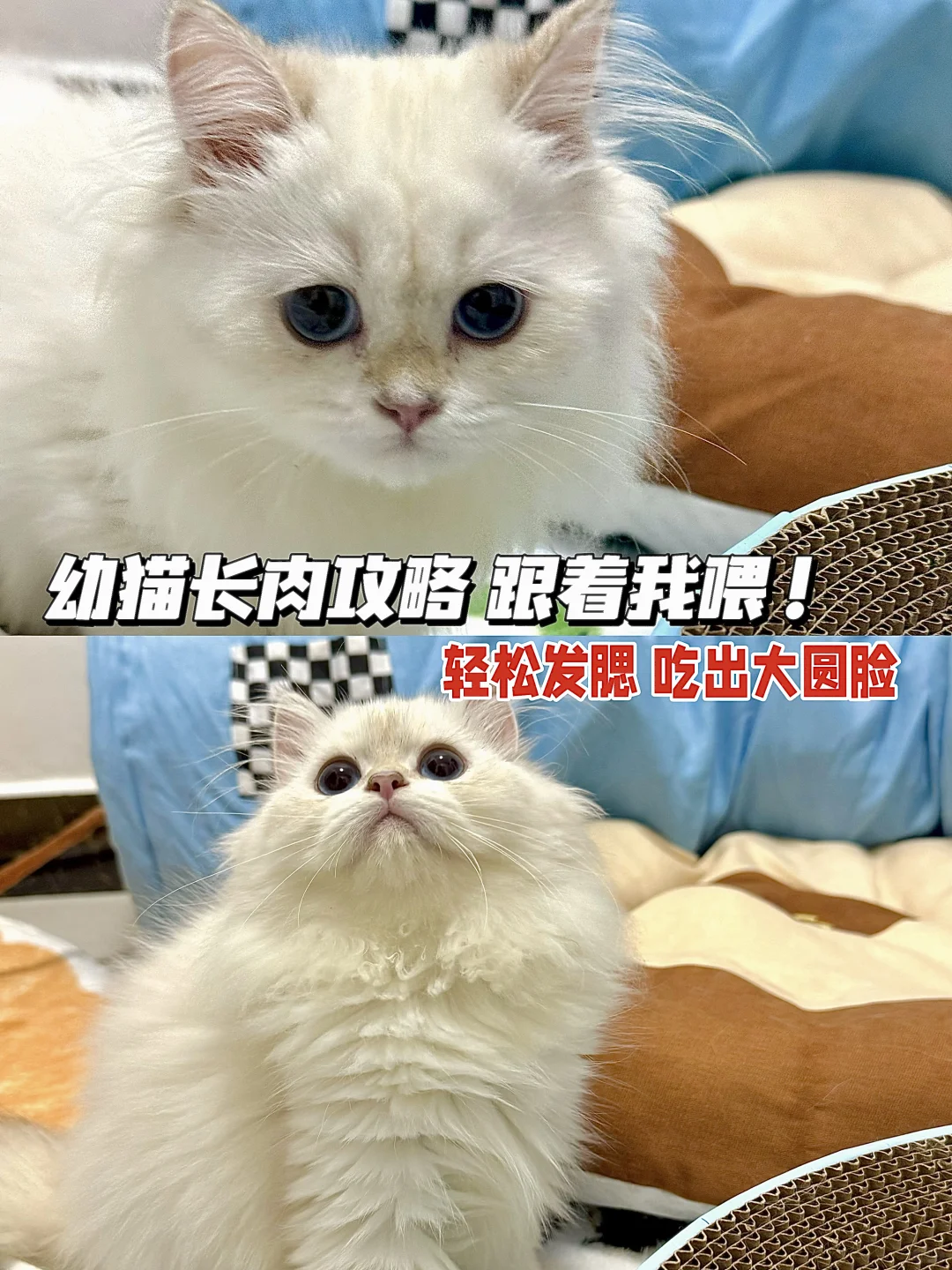 幼猫喂养指南丨小猫咪的第一口粮怎么选！