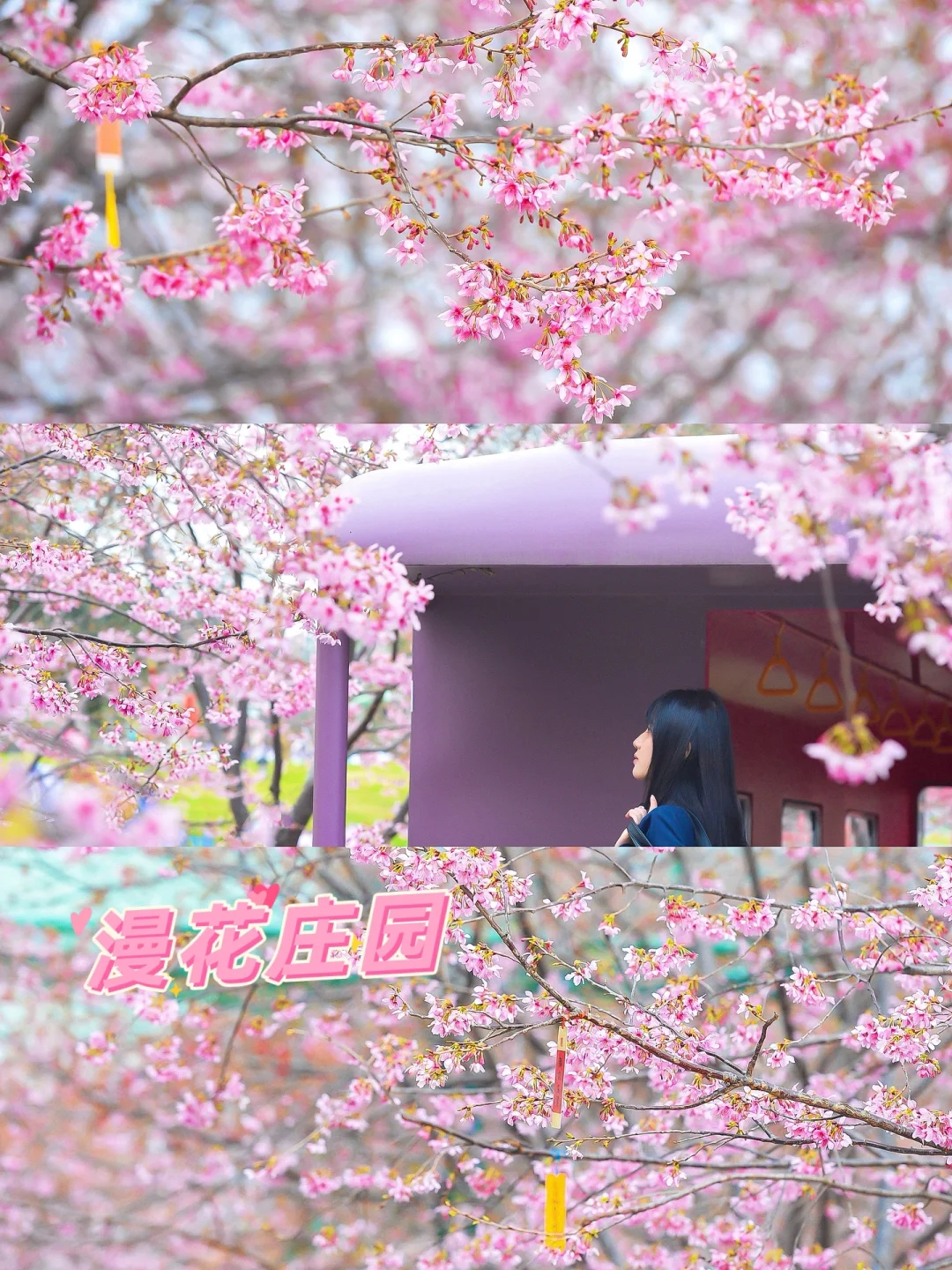 不是日本！是成都！漫花庄园的粉樱开啦🌸
