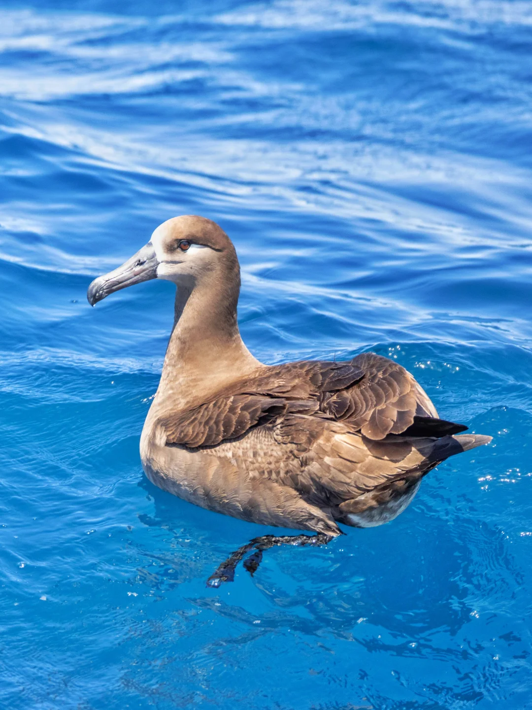 黑脚信天翁变身海上大黑鹅
