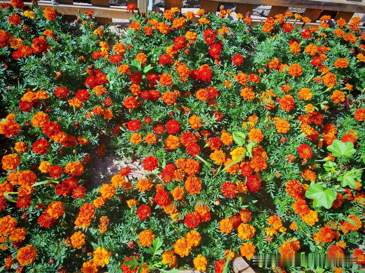 真心话茶局小花