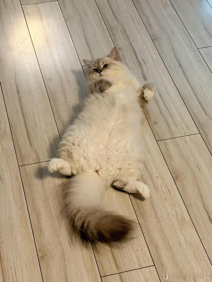 小猫寸步不离黏着妈妈小猫咪直白的爱意，大概就是寸步不离的跟随。小猫仿佛成了一个甩