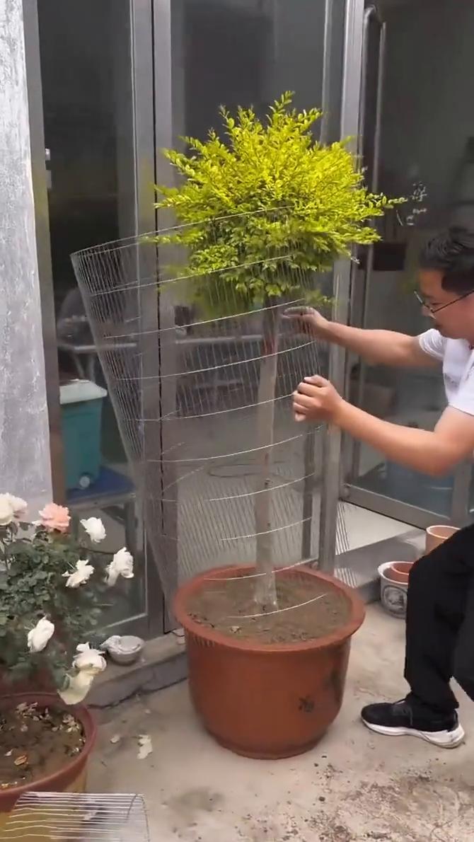 果然是高手在民间。你看看这花盆里面种的树，树上住着小鸟，小鸟拉的屎给树当肥料。这