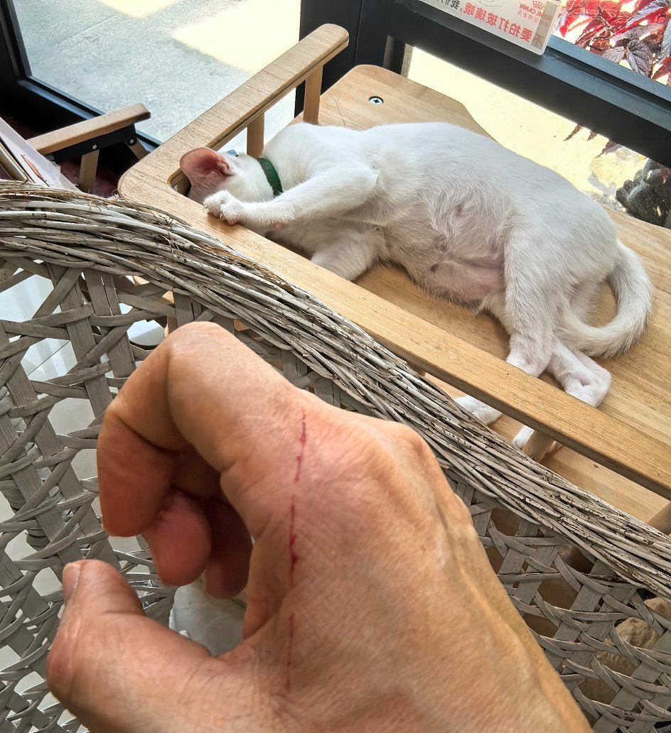 你是没眼看还是不忍心看？但是痛的是我呀。。。萌宠
