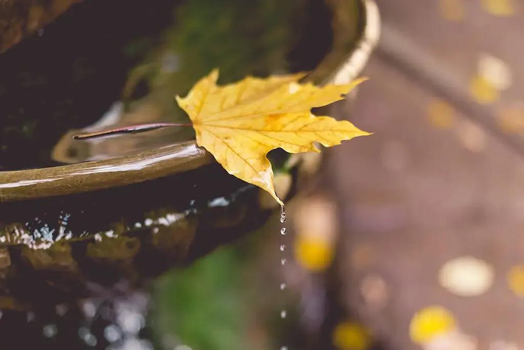 七绝.姑苏入秋

冷雨潇潇一夜秋，
风中寒意惹心忧。
亭亭伞下匆匆步，
十里斜塘