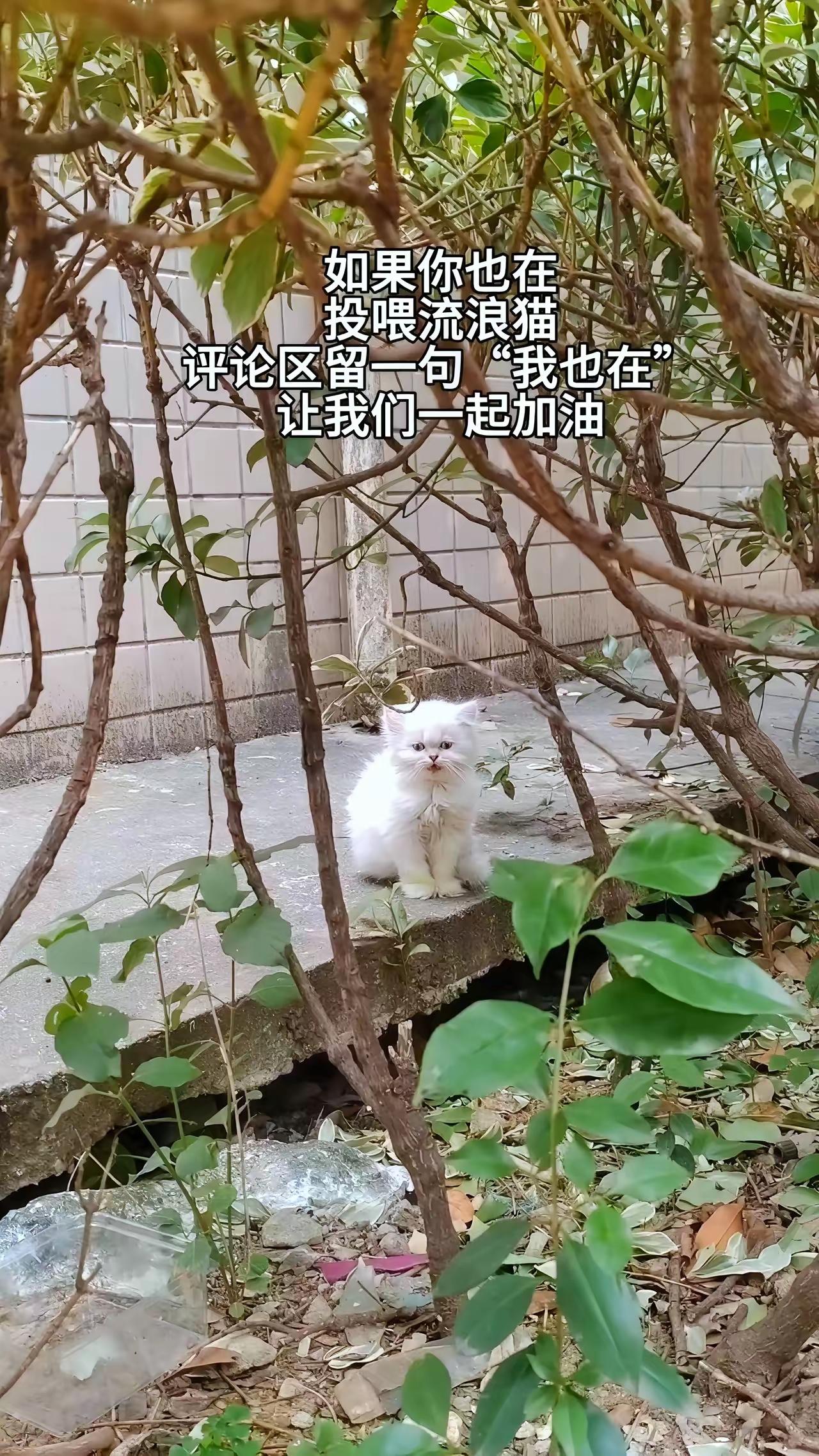 满城霓虹闪烁，家家户户窗内灯火温暖，可街头流浪小猫，却找不到一盏属于自己的灯。