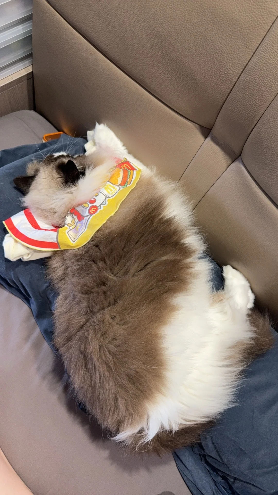 枕头上的庞然巨物