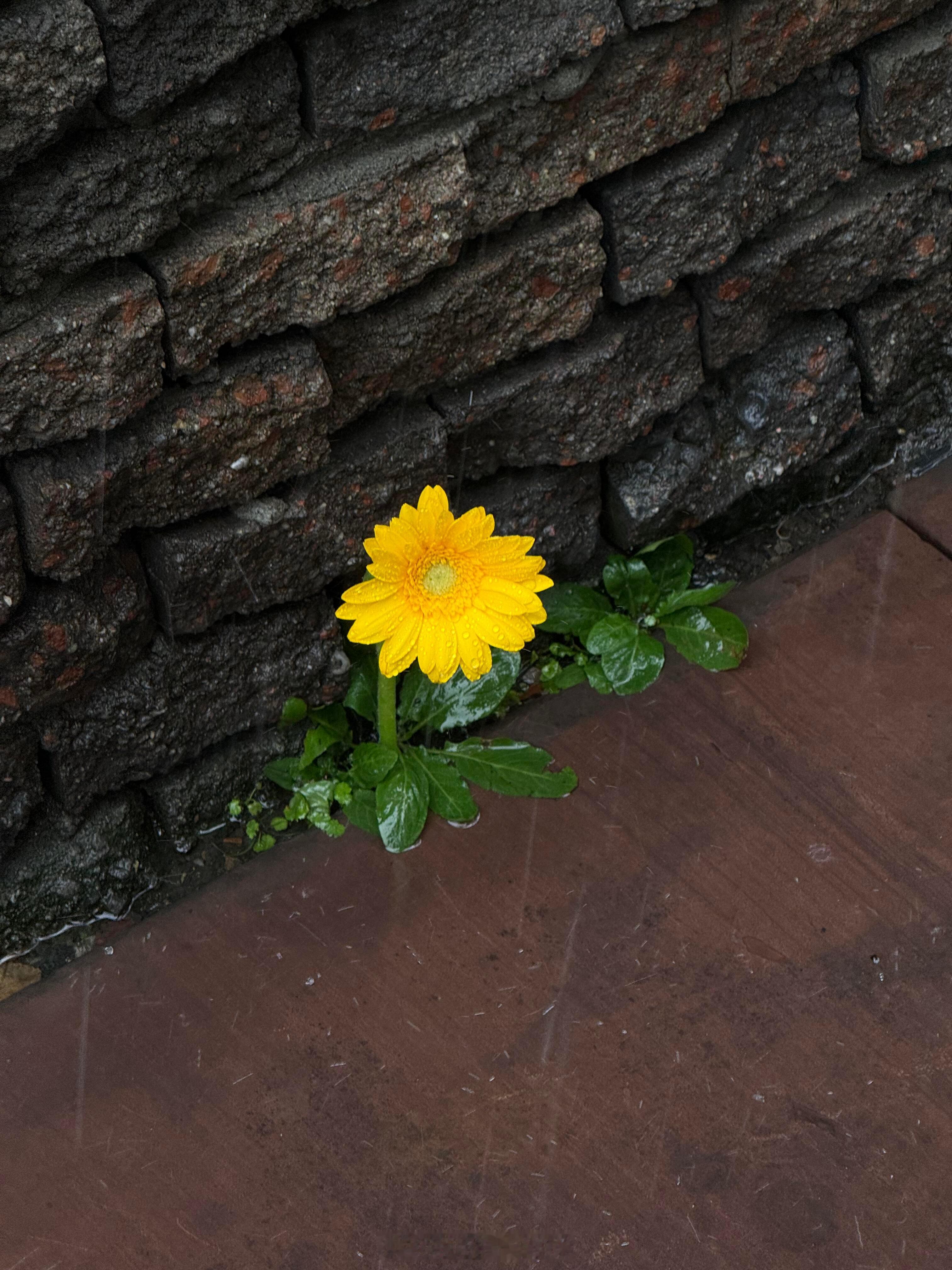 长在角落里的小花🌸 ​​​