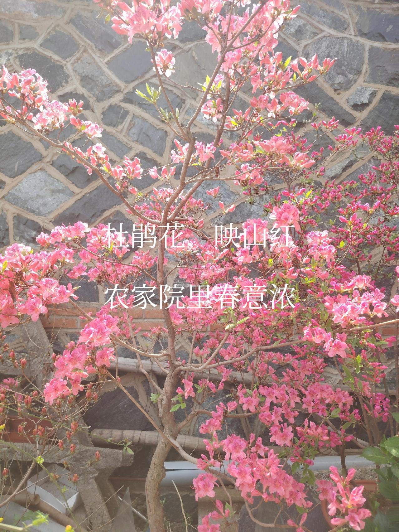 今日头条
一一兔哥
杜鹃花开农家院。红红火火春意浓。