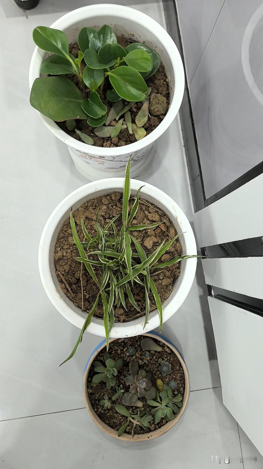 降温啦！
一夜入冬，昨天还阳光明媚，气温舒适，一觉醒来，天一下子就高了起来。
