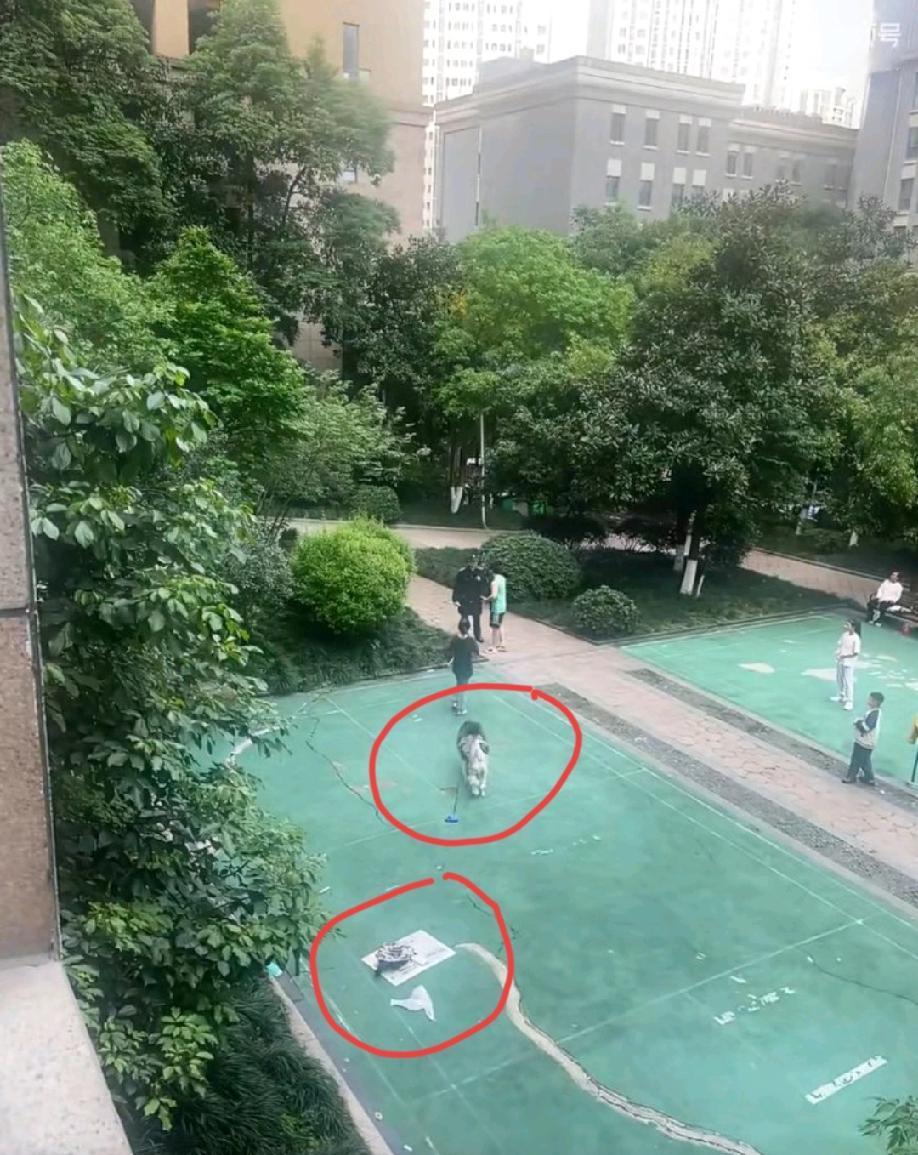 重庆。一对夫妻在小区公共羽毛球场内给狗狗剪毛，狗毛散落一地，小区保安上前耐心规劝