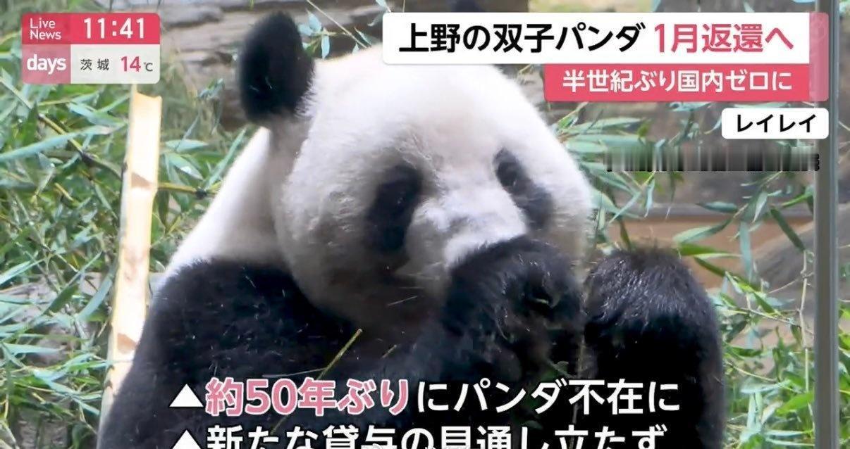 日本半个世纪以来首次无大熊猫时代即将到来。目前，日本仅剩东京上野动物园的双胞胎大