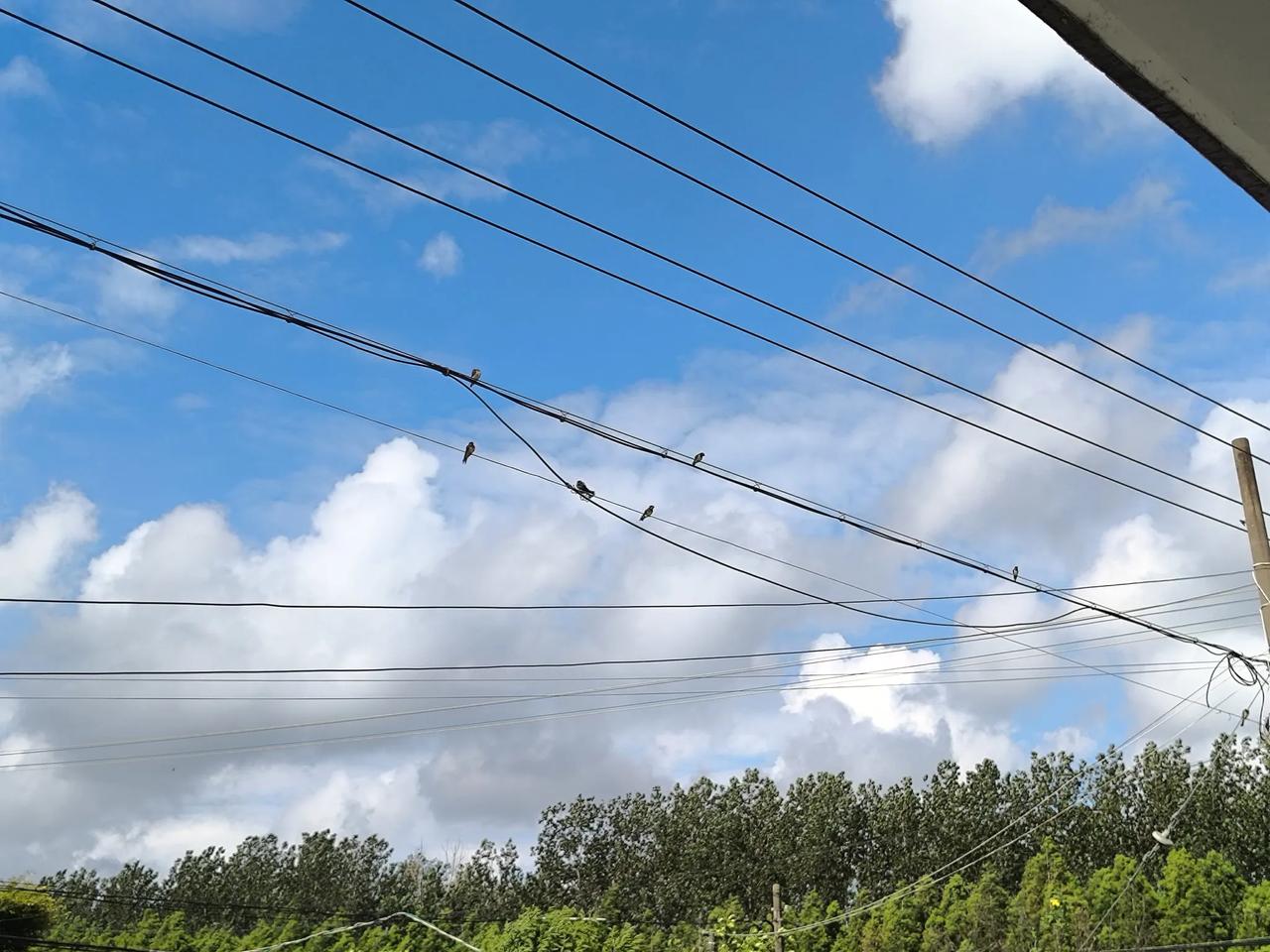 南方日报的消息：近期引发热议的“基孔肯雅热”为自限性疾病，科学饮食能助力康复。