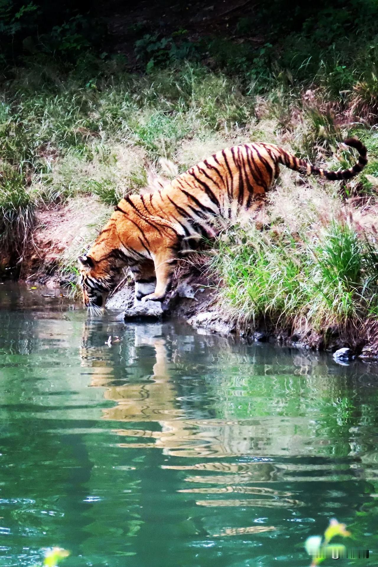 虎啸山林水，独饮自逍遥。
宁波动物园