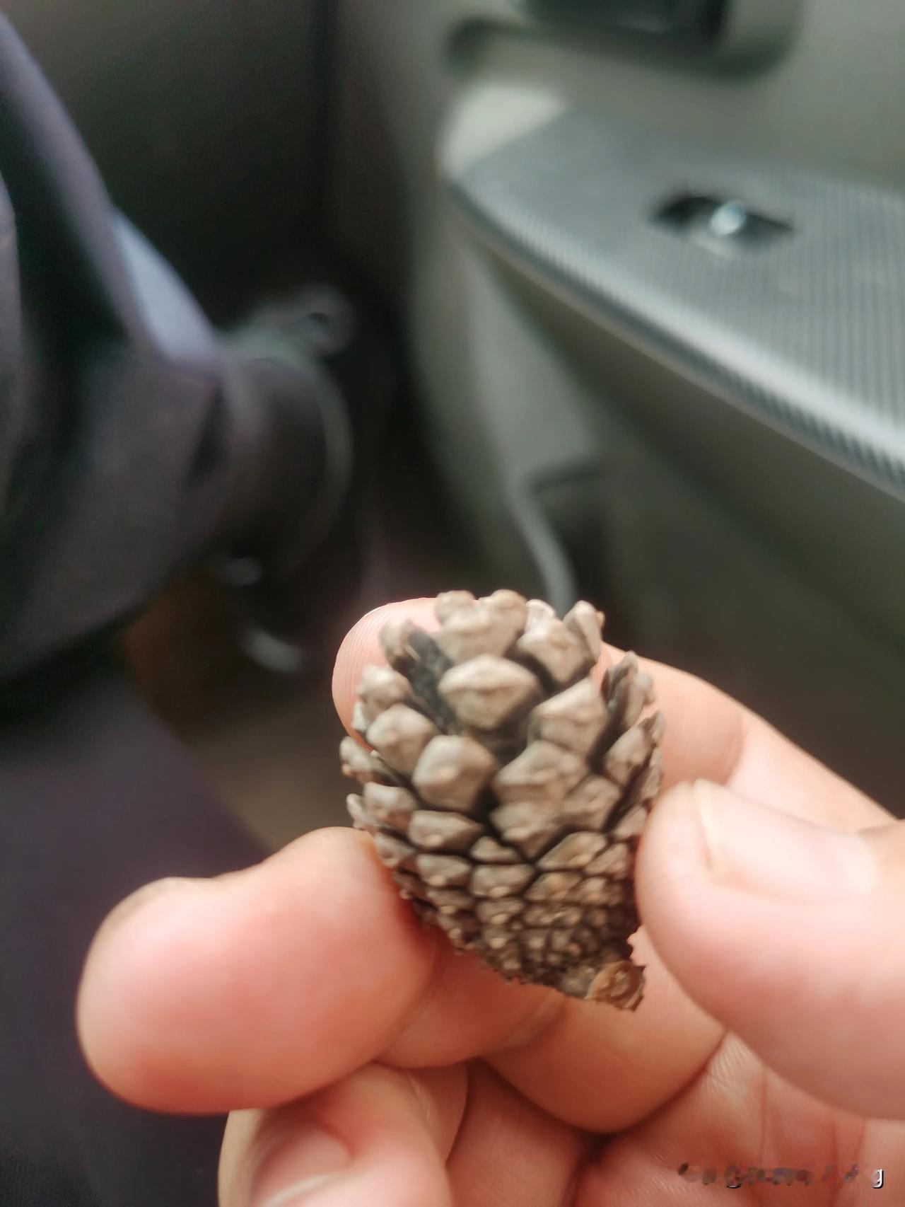 你们那管这个叫什么？#把玩中的小石头# 应该是柏树🌲的果实吧。