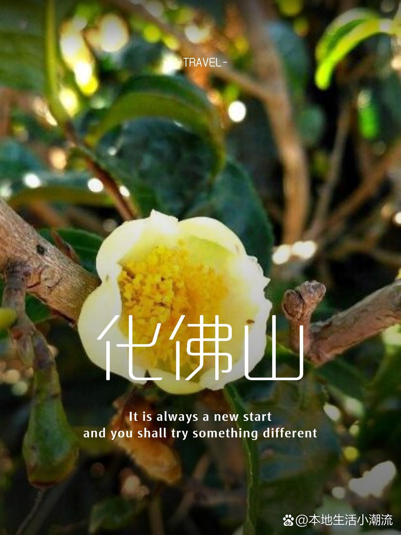 化佛山一日游保姆级攻略🔥省时省力不踩雷

刚从楚雄彝族自治州回来！化佛山一日游