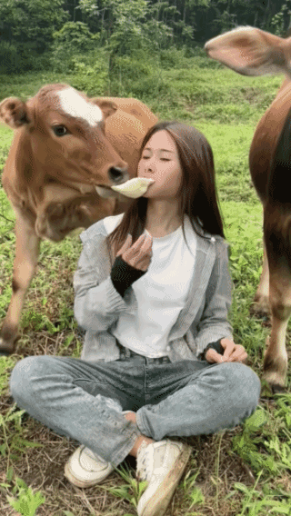 吃馒头的牛，
平生第一次见！