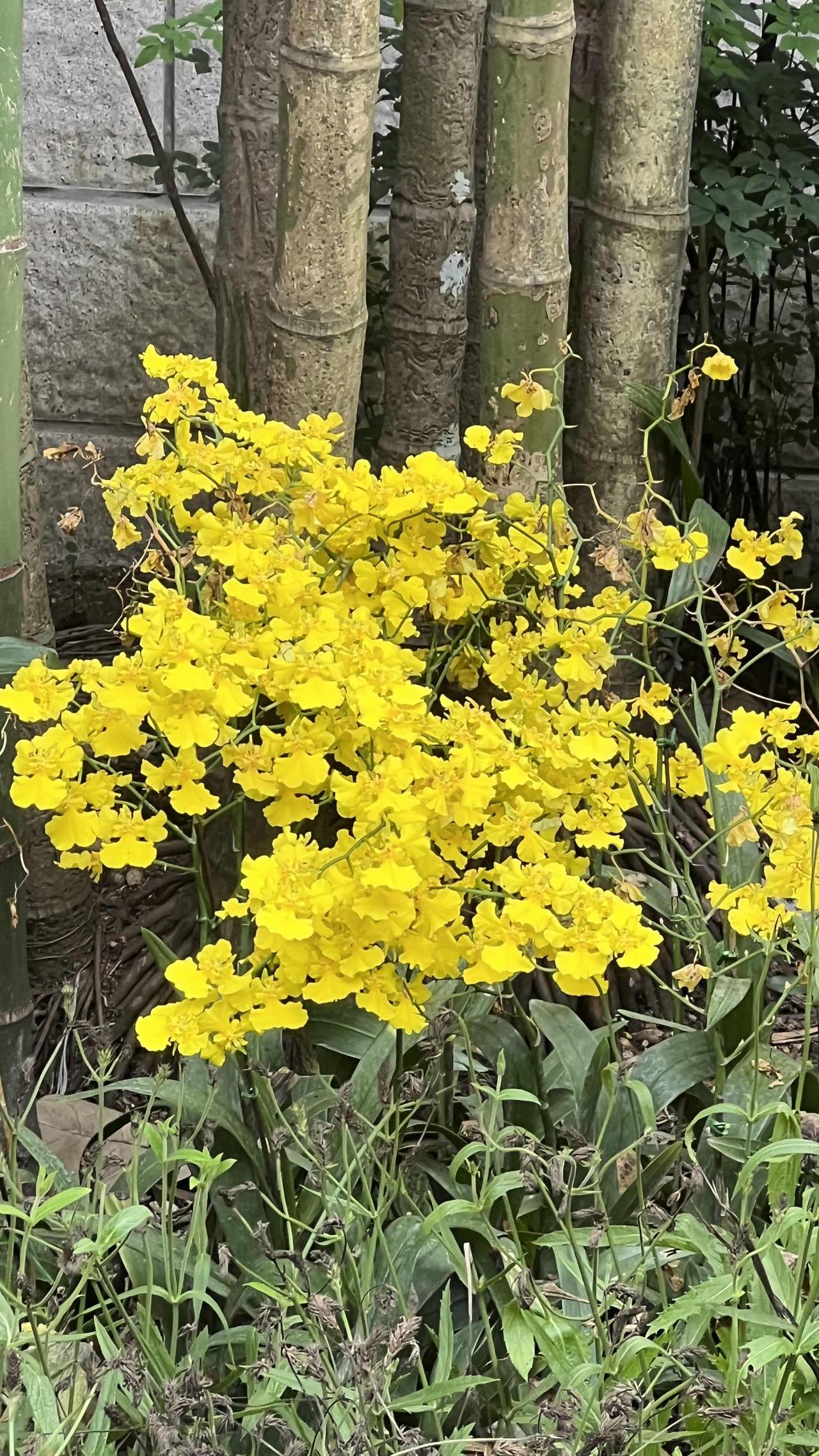 【原创】华南植物园风光掠影：植物茂盛，繁花似锦，竹林掩映，春意盎然。