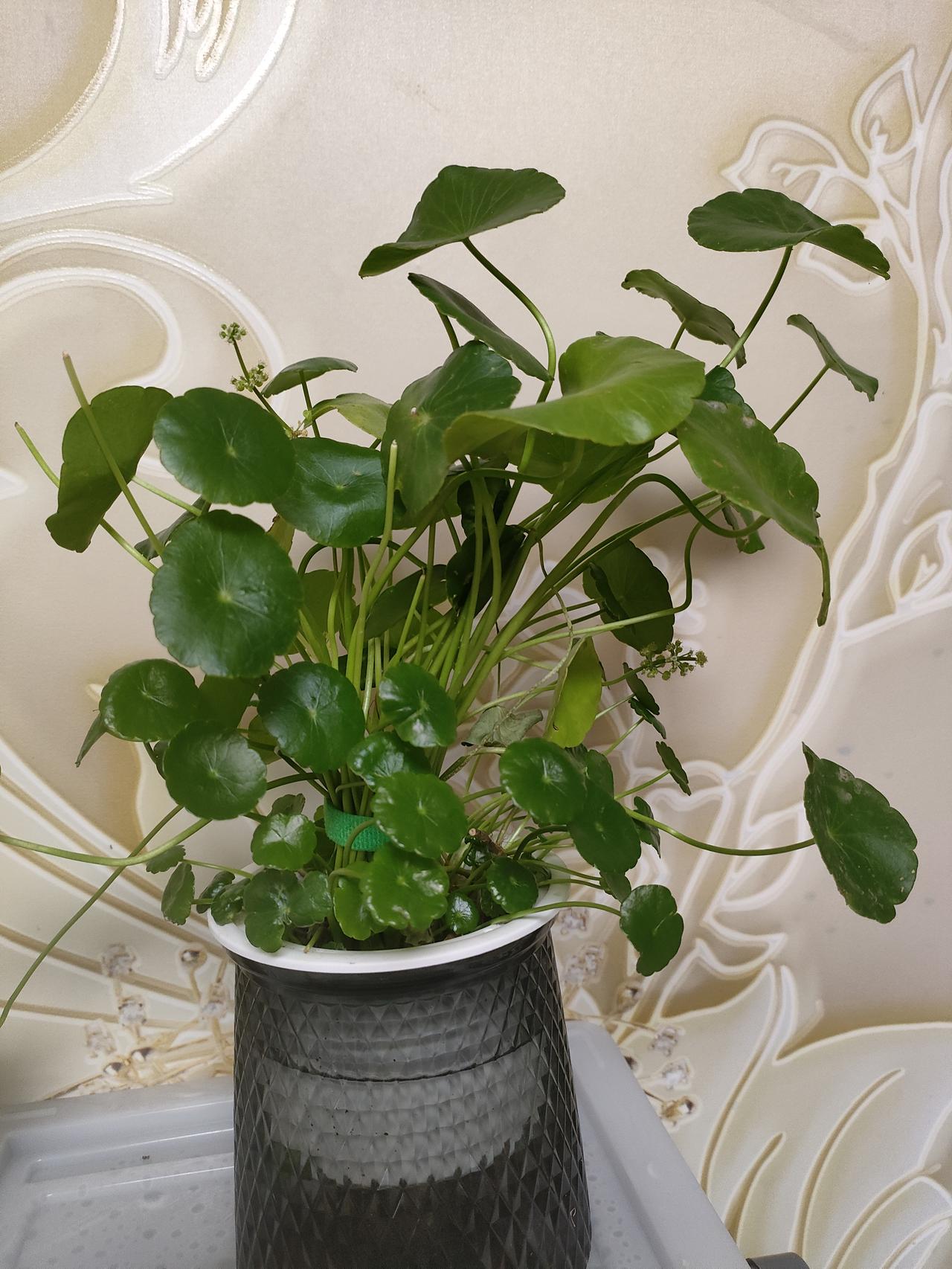 随手拍摄的绿植