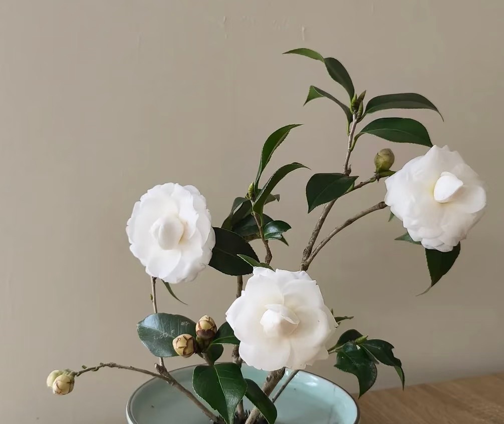 种植山茶花 1. 选择半阴环境：山茶花喜半阴与温暖湿润，避免强光直射，适合放在通